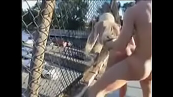 Outdoor Blowjob And Pussy Fucking With Big Boobs